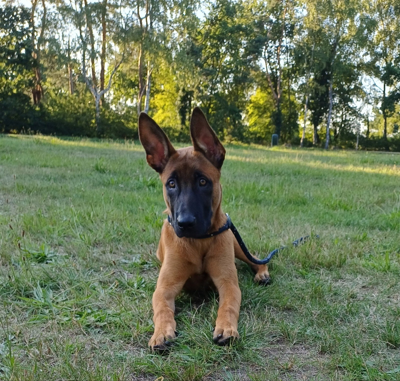 Mechelse herder reu, Dieren en Toebehoren, Reu, 1 tot 2 jaar, Eén hond, Herder