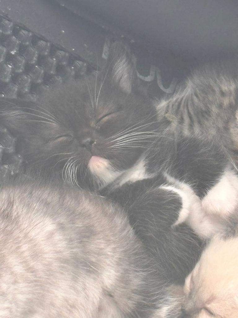Maincoon/ragdoll (ragcoon ), Meerdere dieren