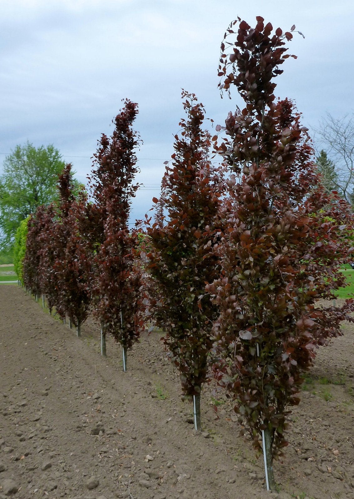 Zuilbeuk (Fagus sylvatica 'Dawyck'), Tuin en Terras, Ophalen of Verzenden, Volle zon