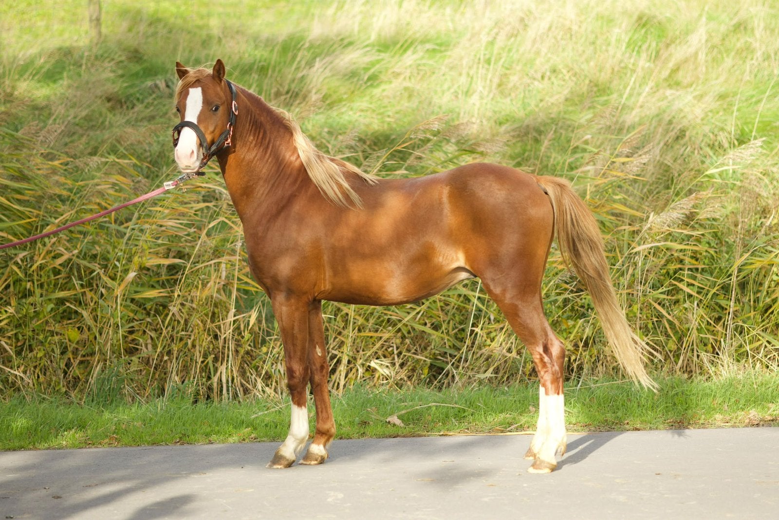 2j welsh hengst, 3 shets +merrie veulens, Dieren en Toebehoren, Minder dan 160 cm, Met stamboom, Dressuurpaard, 3 tot 6 jaar