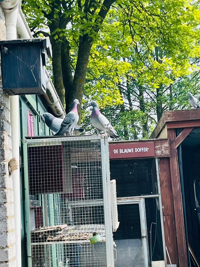 Postduiven, Dieren en Toebehoren, Vogels | Duiven, Meerdere dieren, Postduif