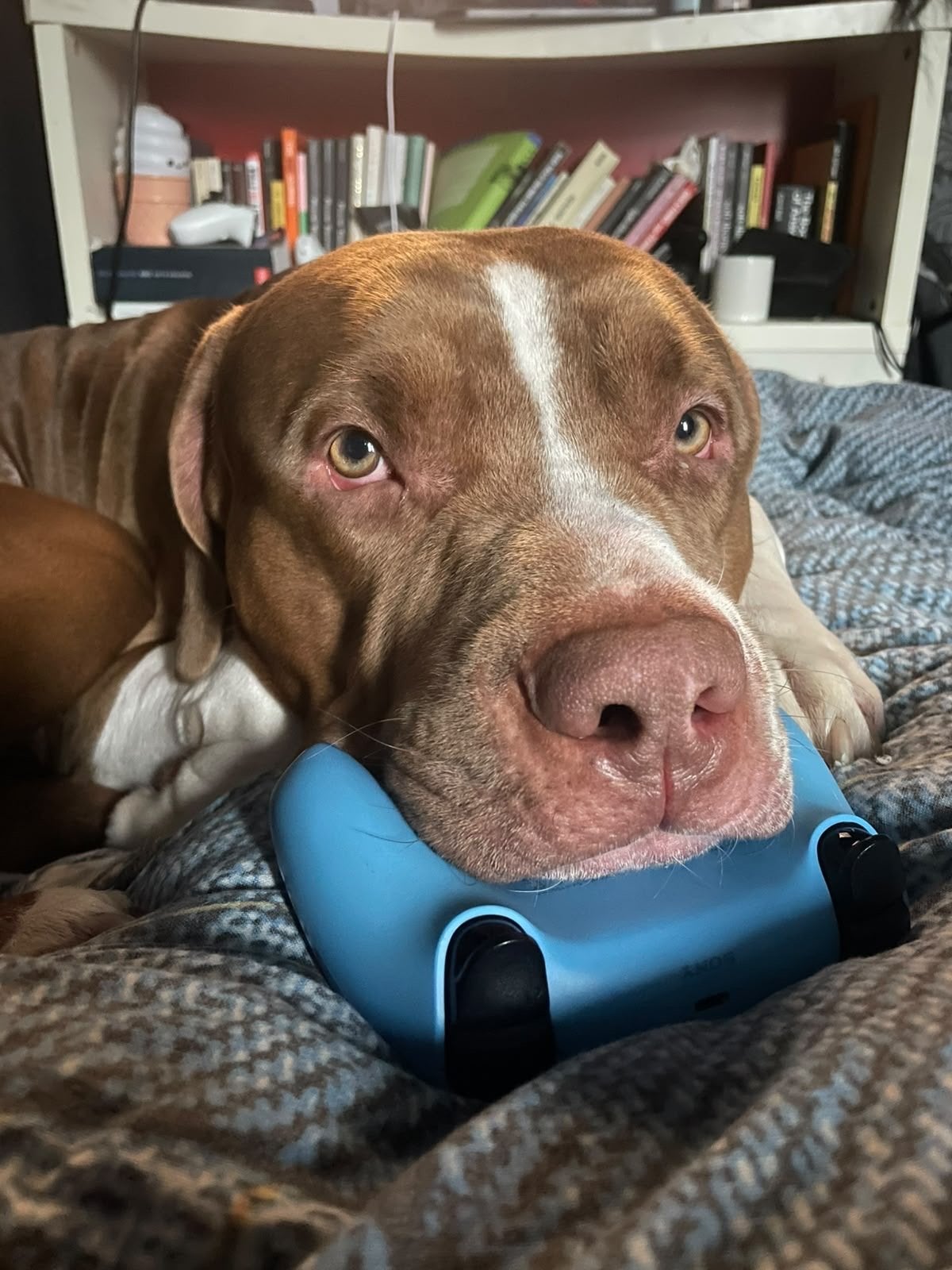 American Pitbull XL, Reu, CDV (hondenziekte), 1 tot 2 jaar, Groot
