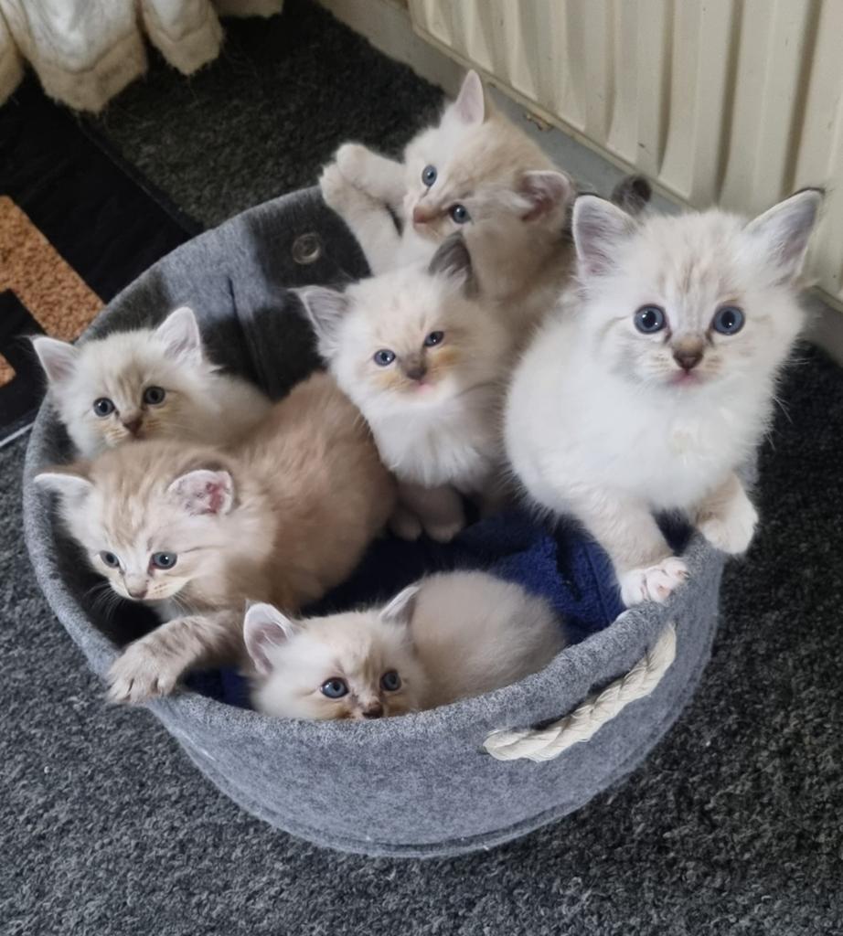 Ragdoll kittens, Dieren en Toebehoren, Meerdere dieren, Langharig, 0 tot 2 jaar