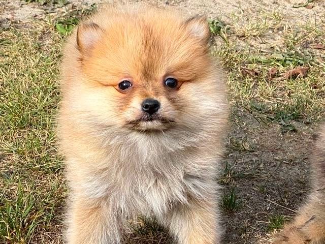 Te koop mooie Pomeriaan pups (Dwergkees), Parvo, Nederland, Keeshond, 8 tot 15 weken