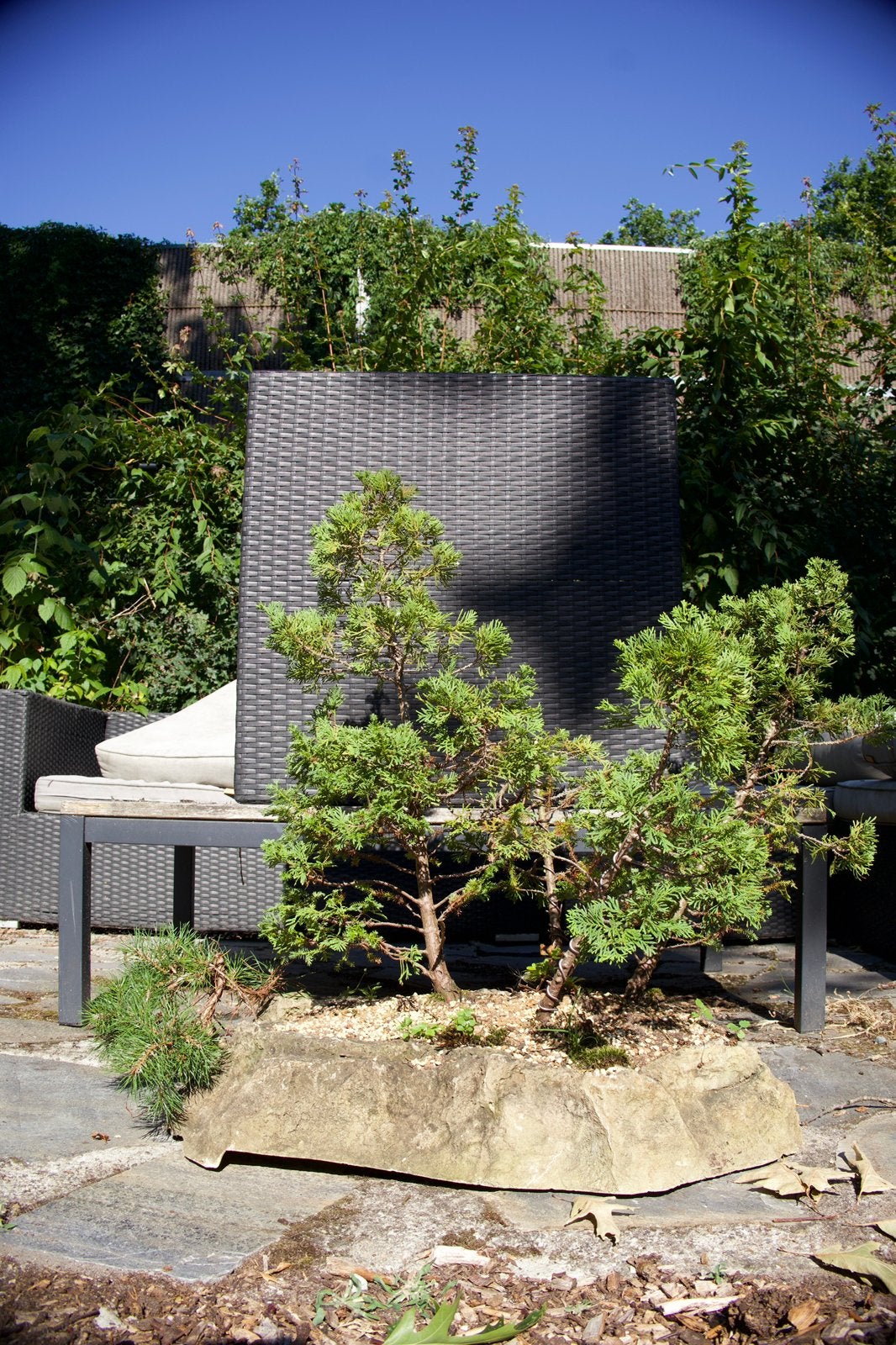 Bonsai Juniper beplanting, Ophalen, Bloeit niet, Halfschaduw, Overige soorten