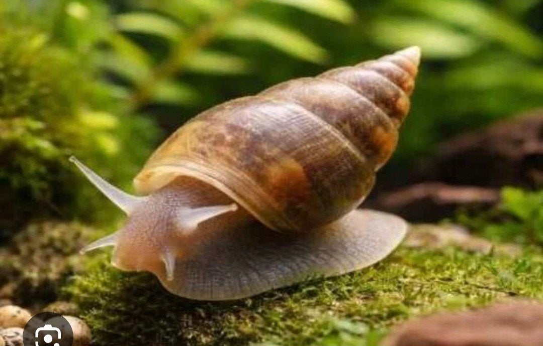 slakken of wormen  planaria in aquarium  ik kan helpen, Dieren en Toebehoren, Vissen | Aquariumvissen, Slak of Weekdier