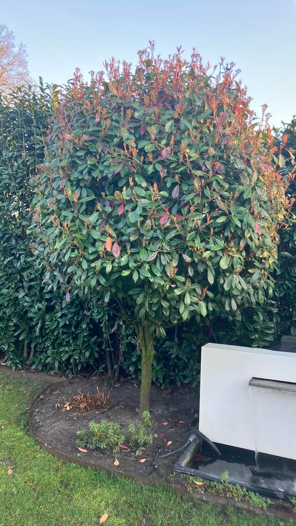 Red Robin Photinia boom 2 stuks stamdikte 25 en 30 cm, Ophalen of Verzenden, Halfschaduw, Overige soorten