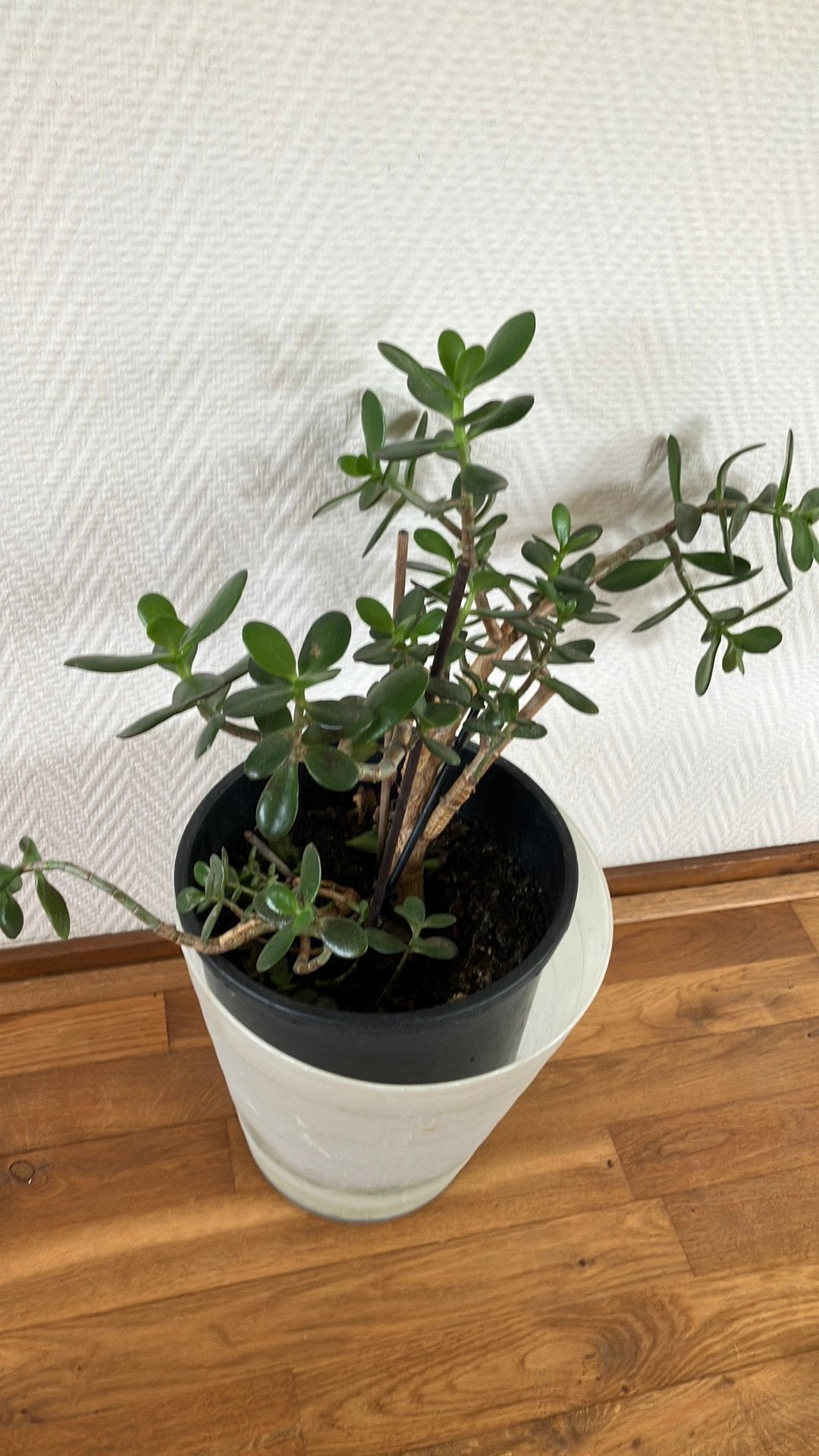 Kamerplant Crassula ovata. Zonder pot ., Groene kamerplant, Ophalen, Halfschaduw, Minder dan 100 cm