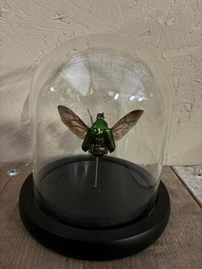 Mooi stolpje met een opgezette Chalcothea Neglecta, Verzamelen, Ophalen of Verzenden, Nieuw, Insect, Opgezet dier