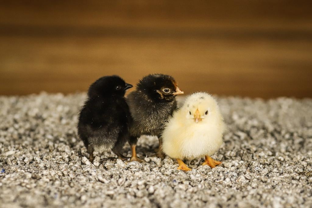 Wyandotte groot kippenkuikens | Gesekst en Ingeënt, Vrouwelijk, Kip