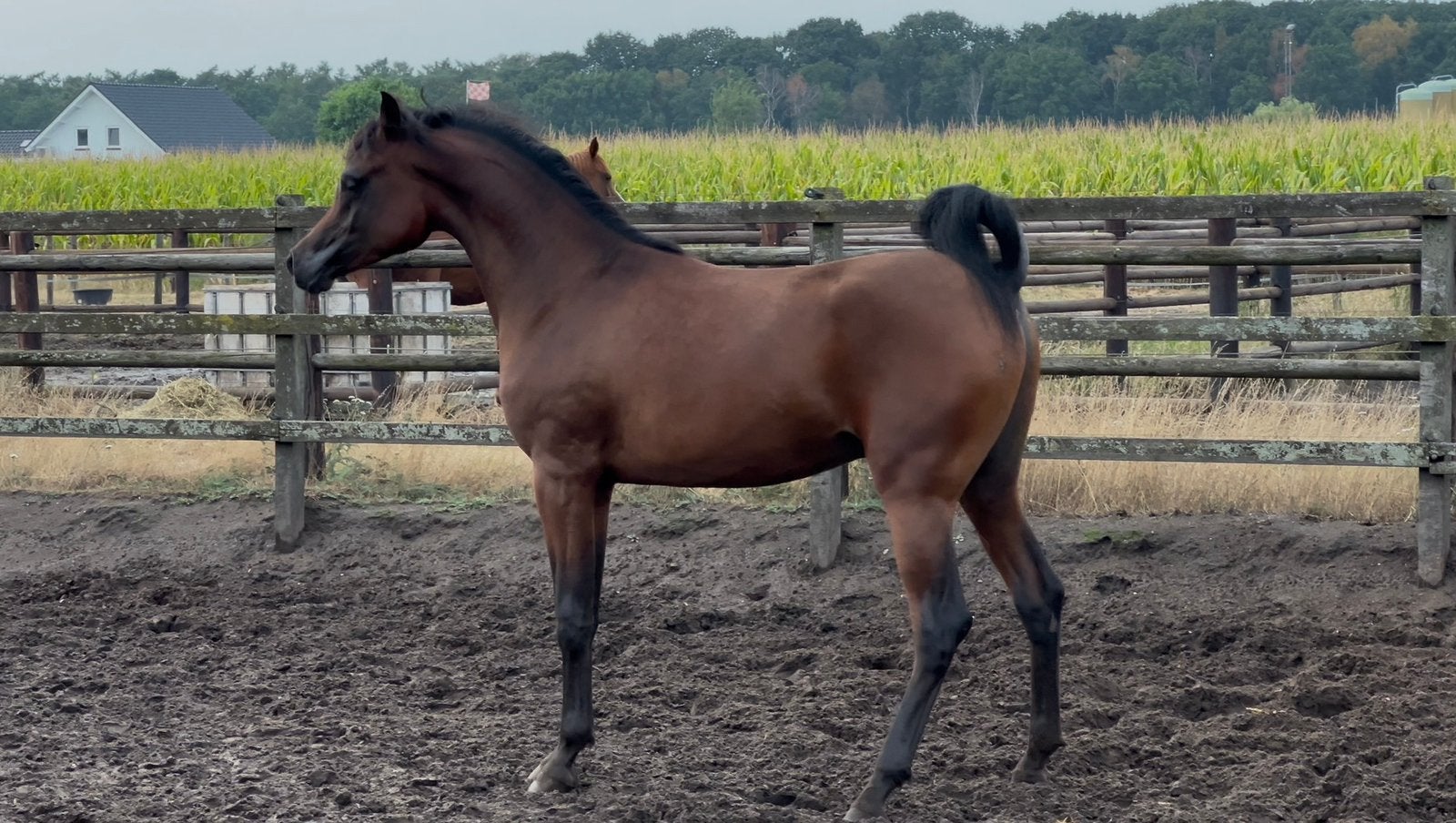 Knappe arabisch volbloed jaarling hengst, Dieren en Toebehoren, Minder dan 160 cm, Niet van toepassing, Dressuurpaard, 0 tot 2 jaar