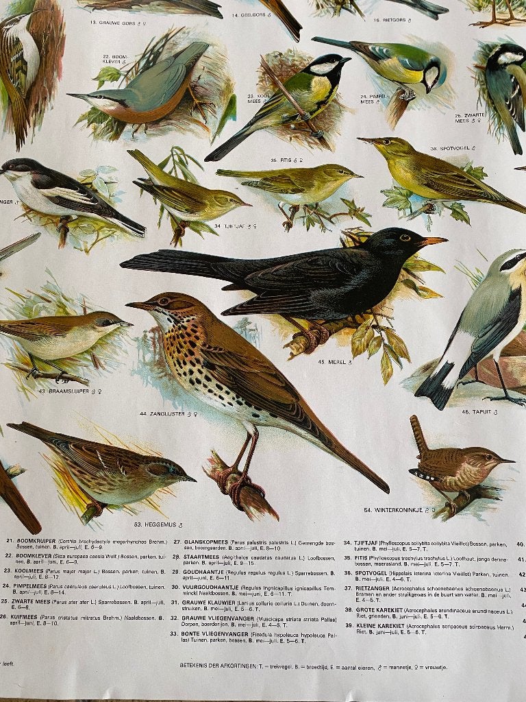 Poster "Zangvogels", Ophalen of Verzenden, Nieuw, A1 t/m A3, Dier of Natuur