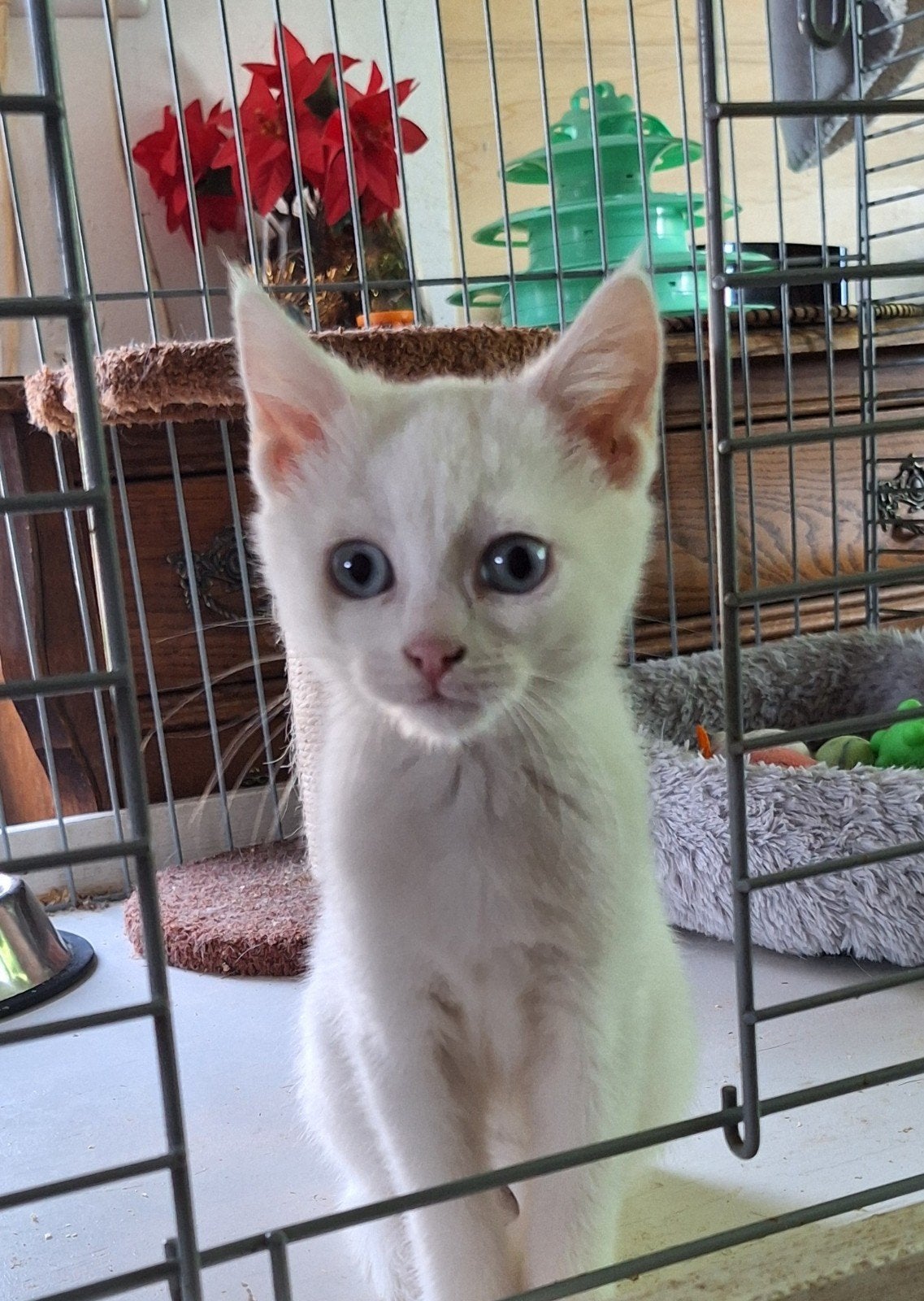 Kitten kruising Snow Lynx Bengaal/Britse korthaar., Dieren en Toebehoren, Poes, Ontwormd