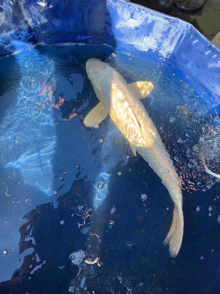 Doitsu Platinum Ogon Japanse koi, Dieren en Toebehoren, Vissen | Vijvervissen, Karper of Koi