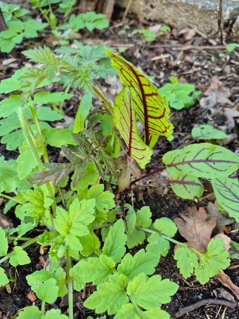 Biologische bramen stek 2x. (Tussen de andere plantjes 😉), Ophalen, Eenjarig, Halfschaduw, Fruitplanten