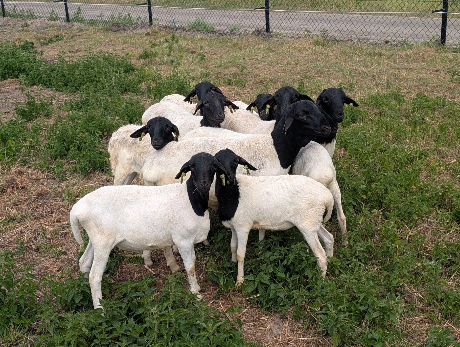 Persian blackheads, Meerdere dieren, Schaap, 0 tot 2 jaar