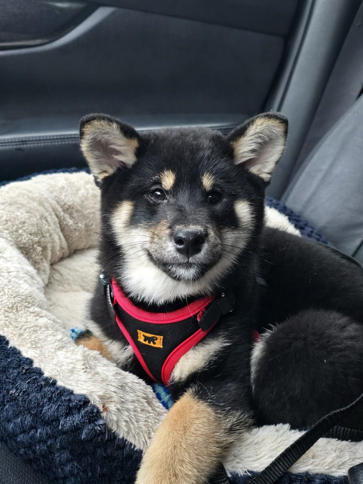 Shiba inu black and tan teefje - stamboom, België, Fokker | Hobbymatig, Overige rassen, Teef