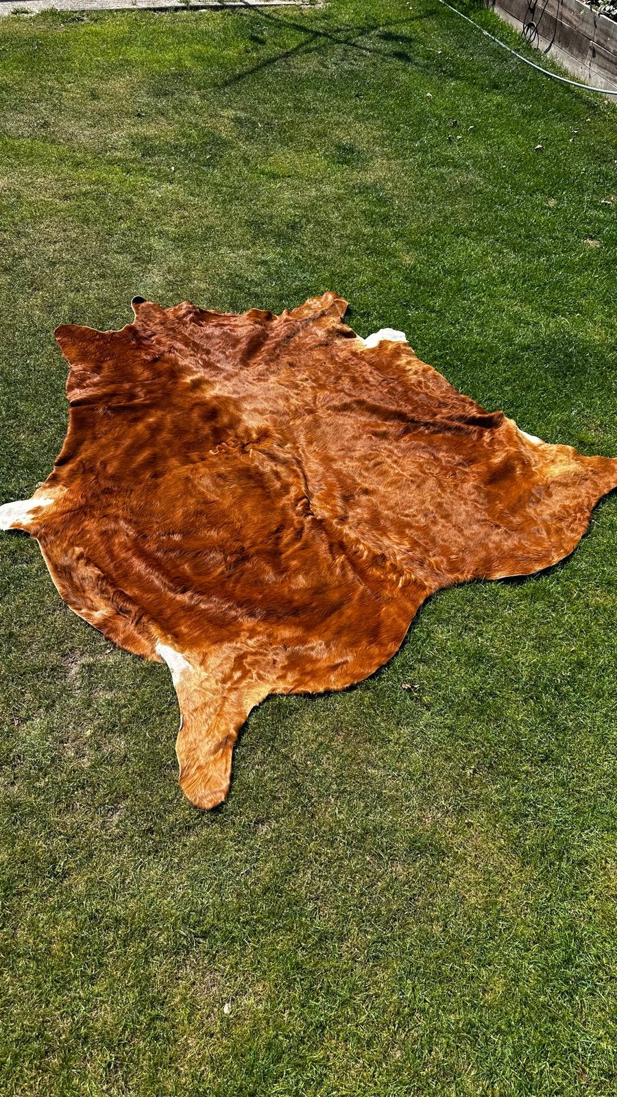 Prachtig bruin koeienhuid vloerkleed, Ophalen, 100 tot 150 cm, Bruin, Zo goed als nieuw