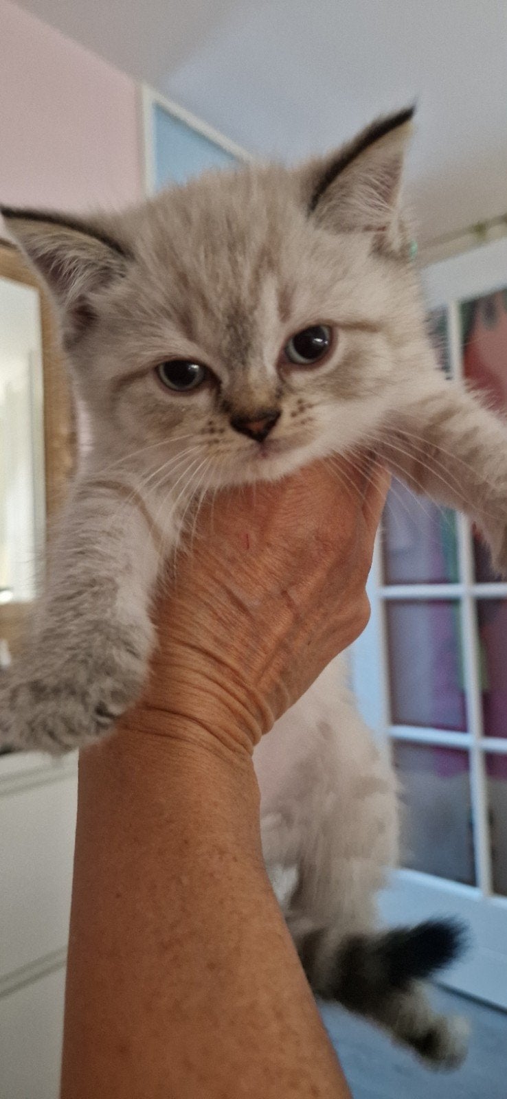 Raszuivere Britse Lynx Tabby Point kittens kort/langhaar, Meerdere dieren