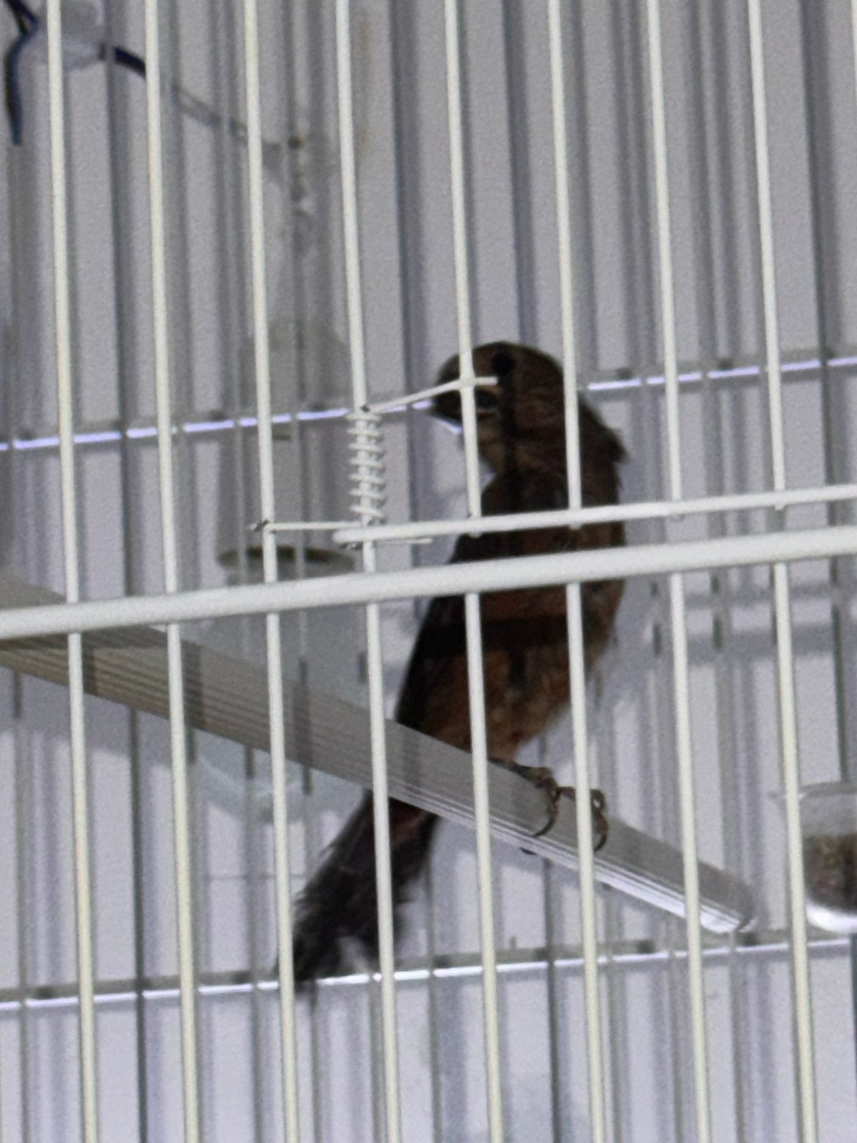Twatwa, Mannelijk, Tropenvogel, Geringd