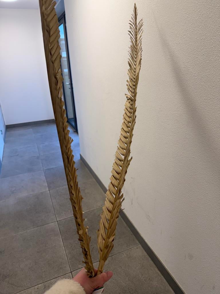 Gedroogde palmbladeren, Ophalen of Verzenden, Gebruikt