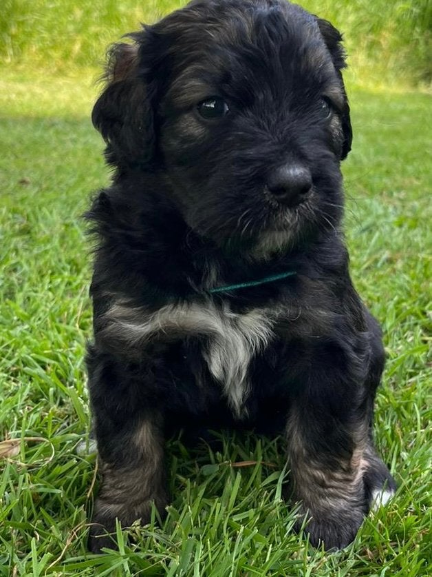 Lieve, bernedoodle pups, Labradoodle, goldendoodle,, Parvo, 8 tot 15 weken, Groot, Meerdere
