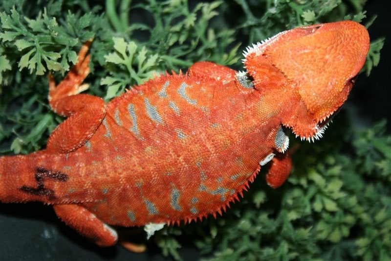 Baardagamen Bearded Dragons Red Bleu-tiger Hypo Trans Bearded Dragon - female for sale from Dragonlove