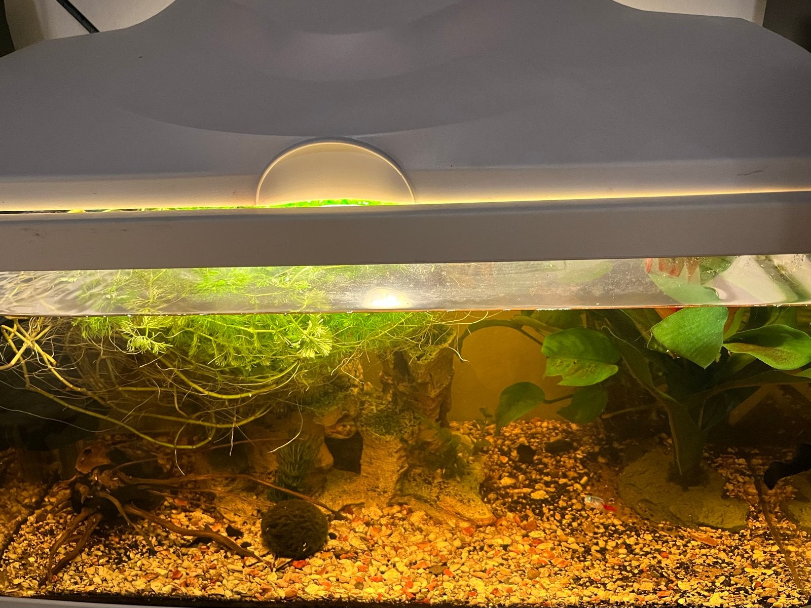 Compleet aquarium te koop, Ophalen