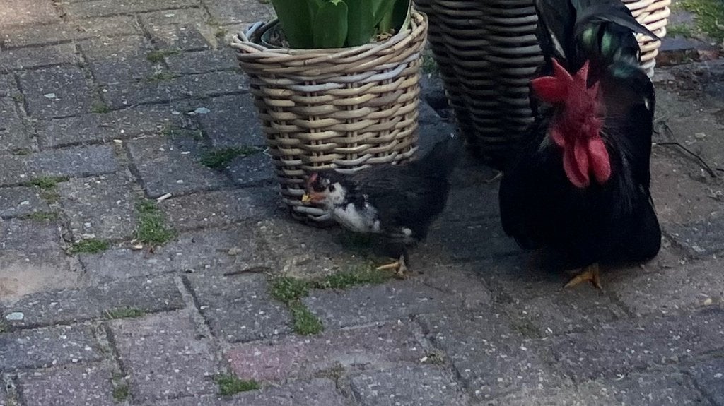 Chabo kippies, Meerdere dieren, Kip