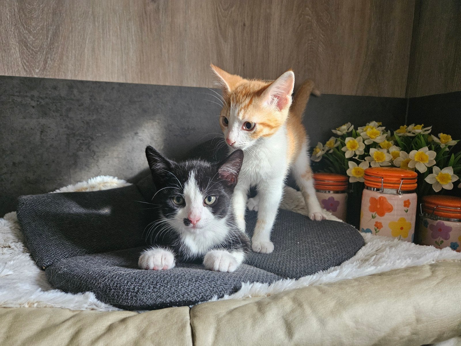 Kittens, Meerdere dieren
