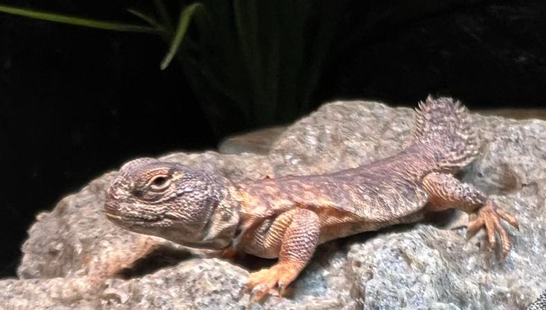 Uromastyx nigriventris flame 0.0.2, Hagedis, 0 tot 2 jaar