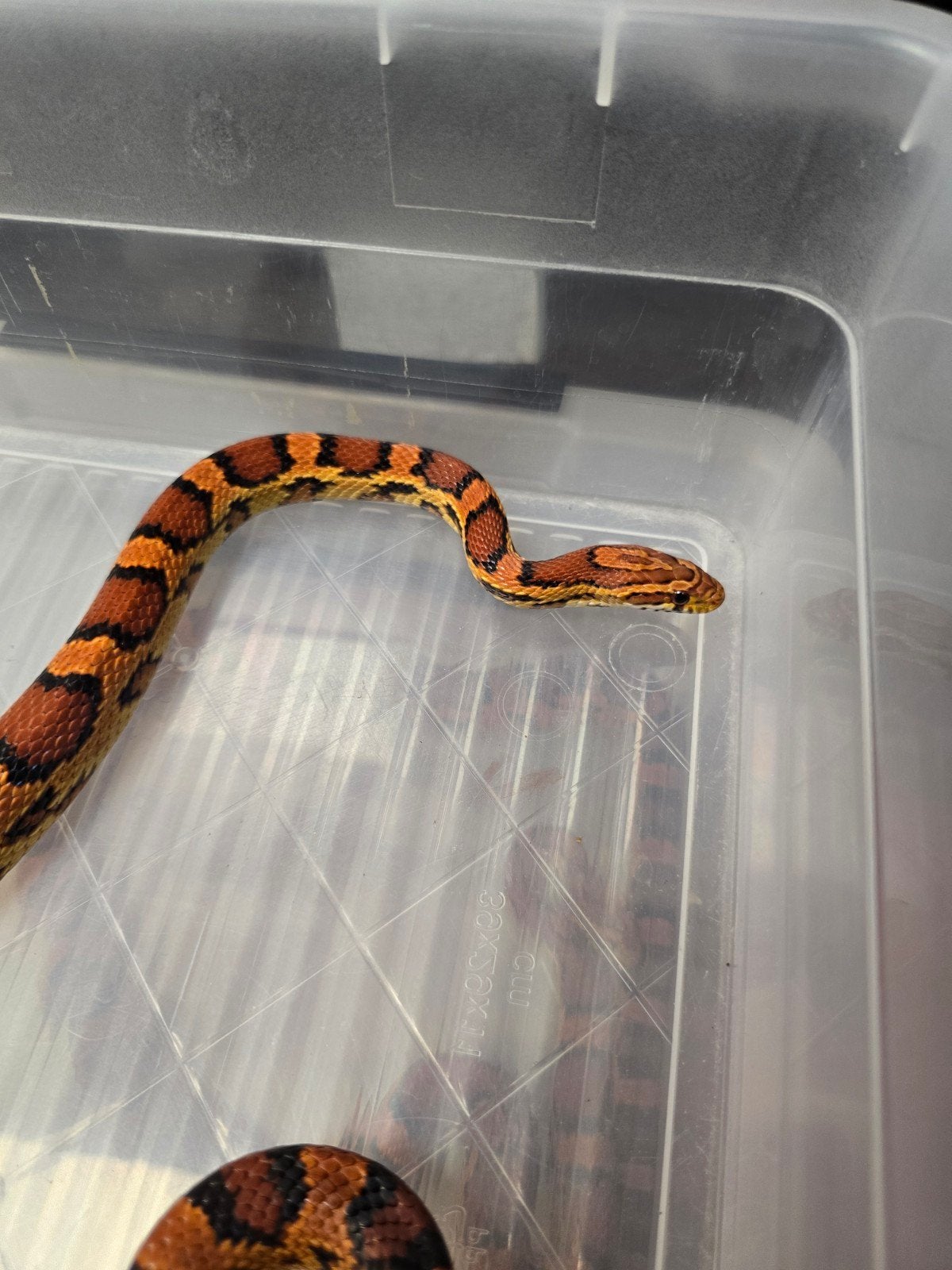 Twee prachtige rode rattenslangen Okeetee (Pantherophis gutt Corn Snake photo 2