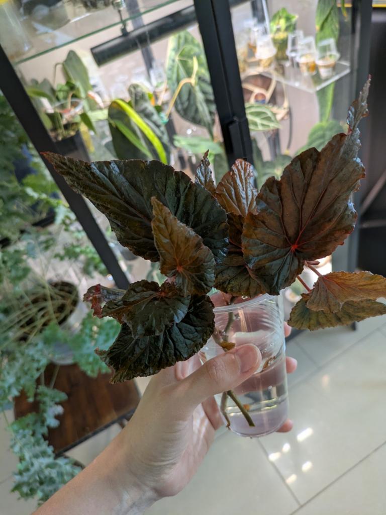 2 Begonia black magic stekjes voor 9e, Ophalen of Verzenden, Halfschaduw, Minder dan 100 cm