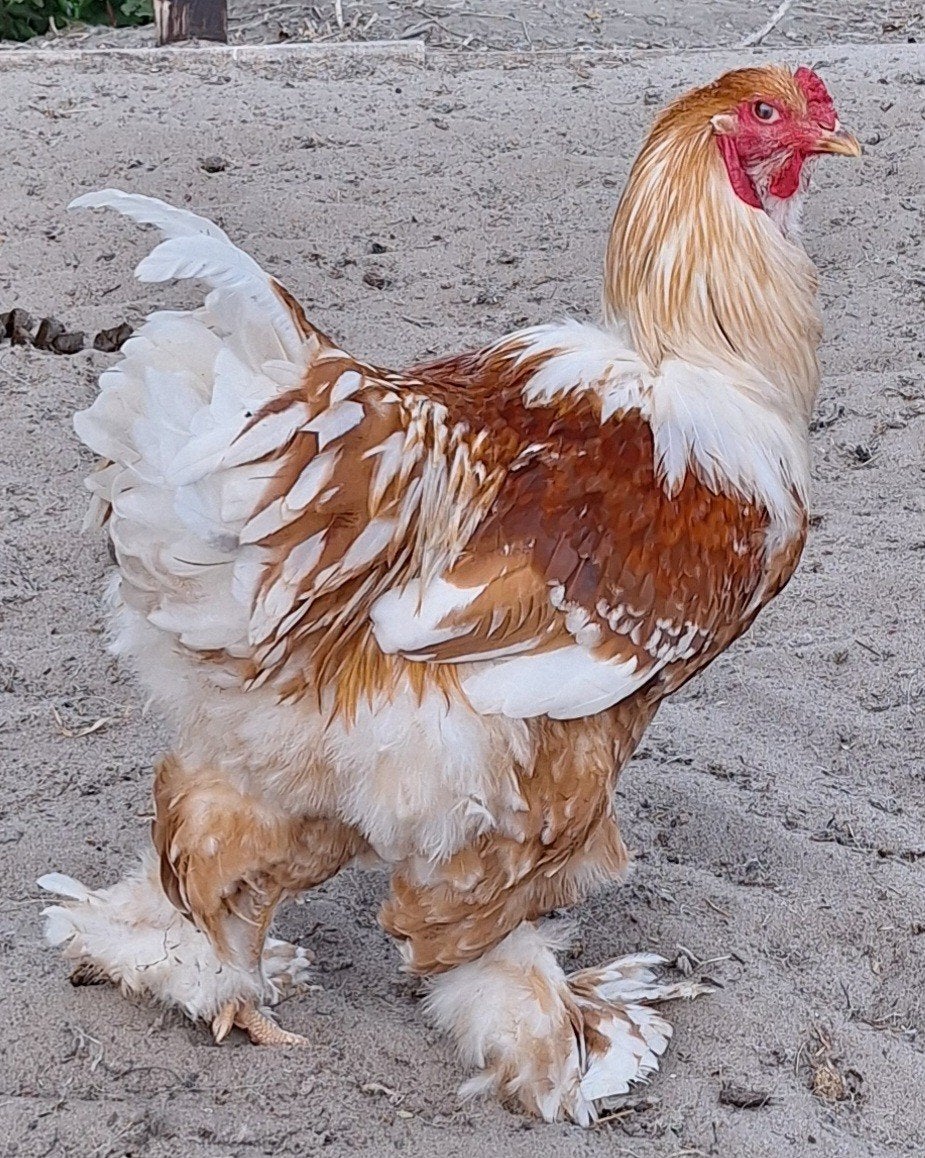 Jonge Brahma Lemon Pyle groothoender haan beschikbaar!, Kip