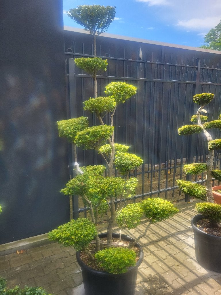 Ilex crenata Green Hedge bonsai, Tuin en Terras, Planten | Bomen, Overige soorten, Lente, 100 tot 250 cm, Ophalen