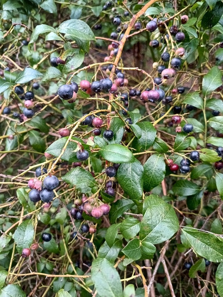 Blauwe bessen onbespoten, Ophalen