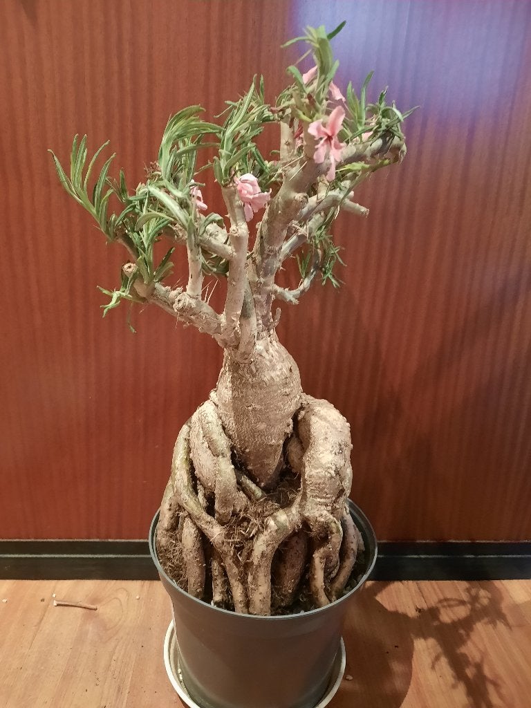 Pachypodium succulentum XXL, Caudex, Bonsai, Plant, Huge, Verzenden, Halfschaduw, Minder dan 100 cm