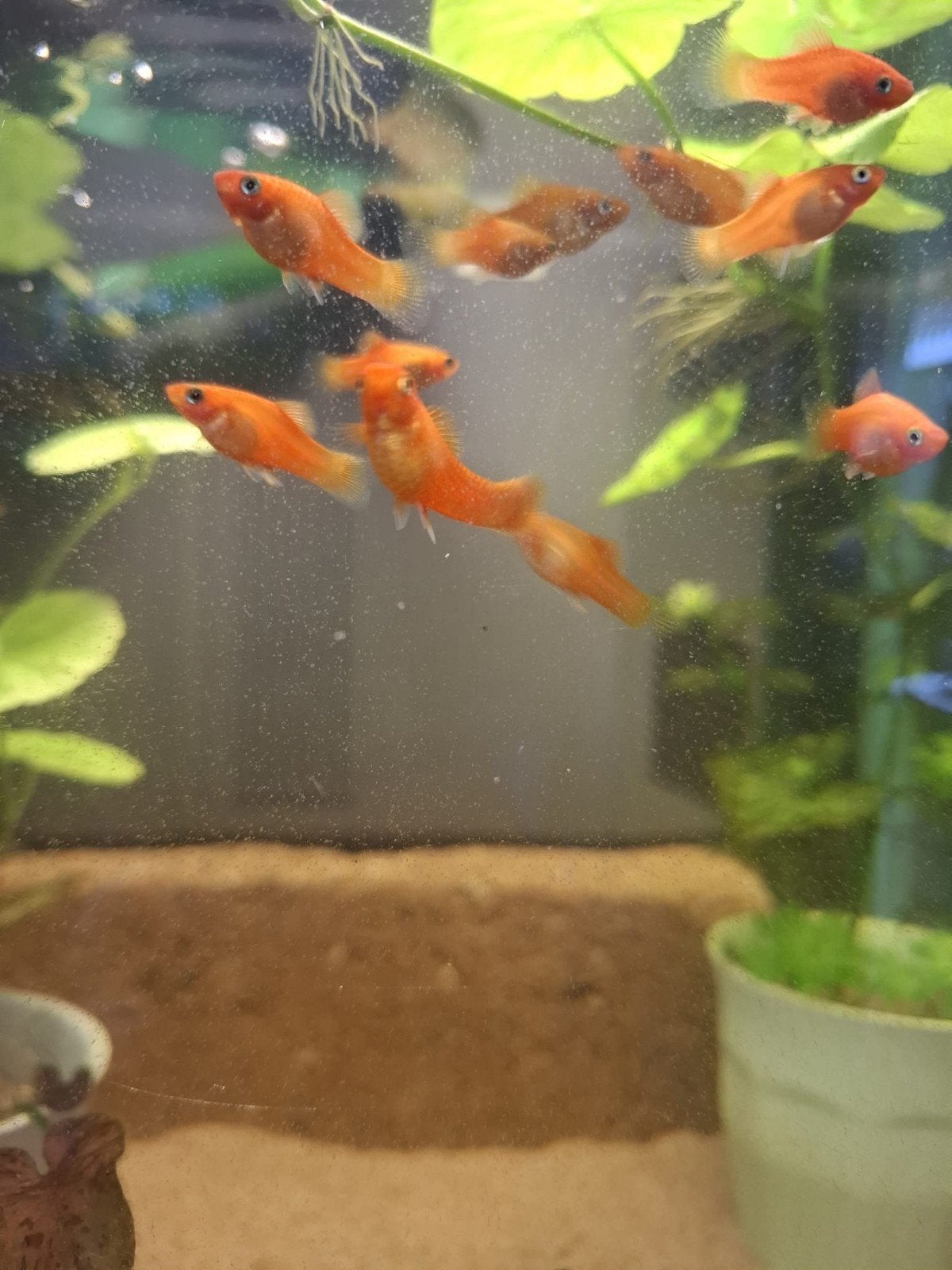 platy,s, Vis