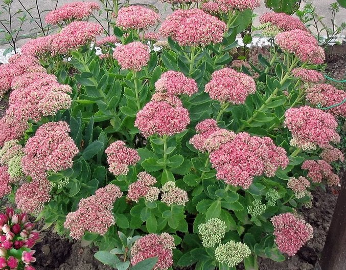 Sedum 'Herbstfreude' - Hemelsleutel, Ophalen, Bodembedekkers, Volle zon, Vaste plant