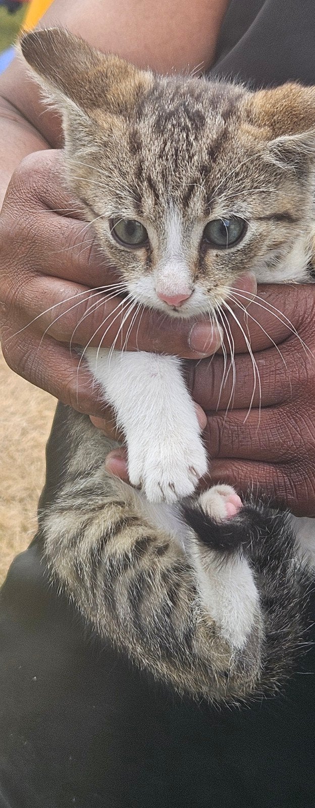 Kittens, Dieren en Toebehoren, Katten en Kittens | Overige Katten