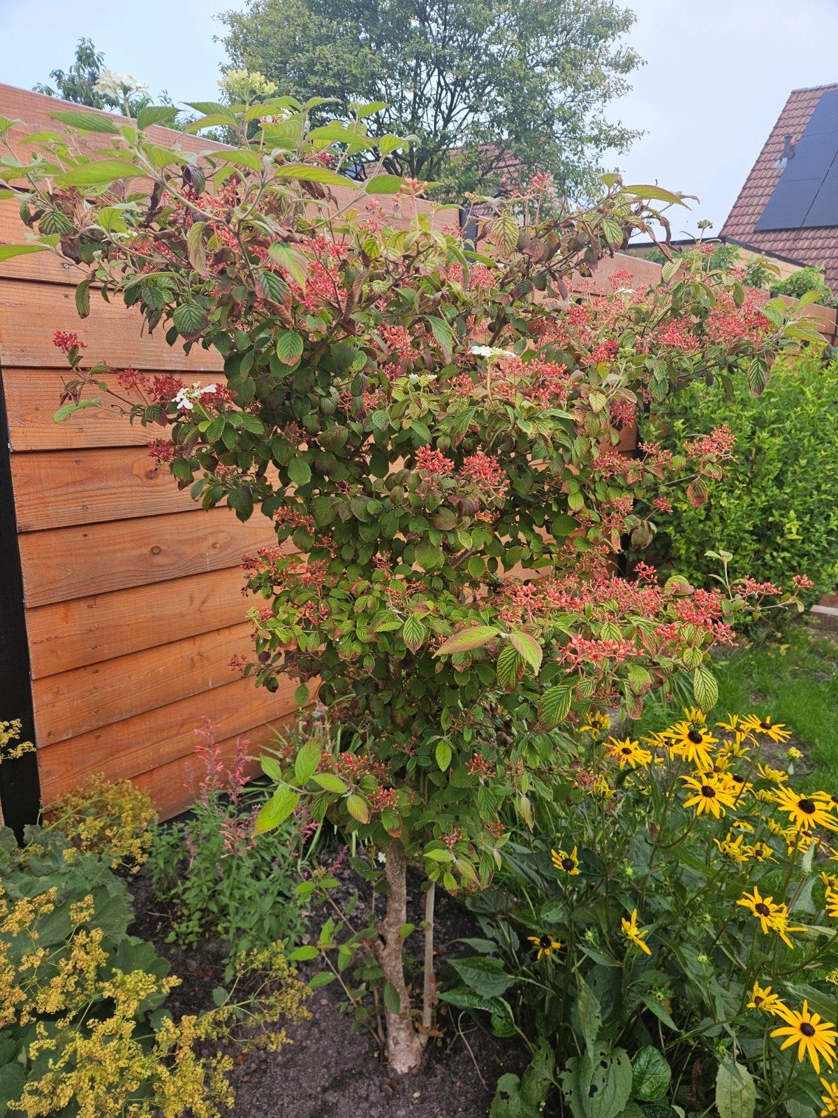 Viburnum plicatum - Japanse sneeuwbal (1,5m), Ophalen, Overige soorten, 100 tot 250 cm