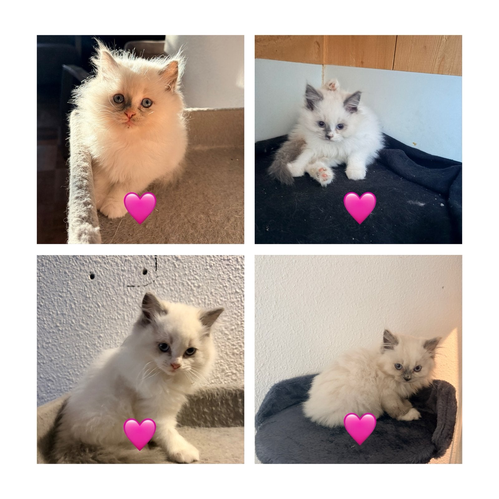 Wolkjes Op Vier Pootjes Ragdoll kittens mogen gelijk mee!, Meerdere dieren, Ontwormd, 0 tot 2 jaar