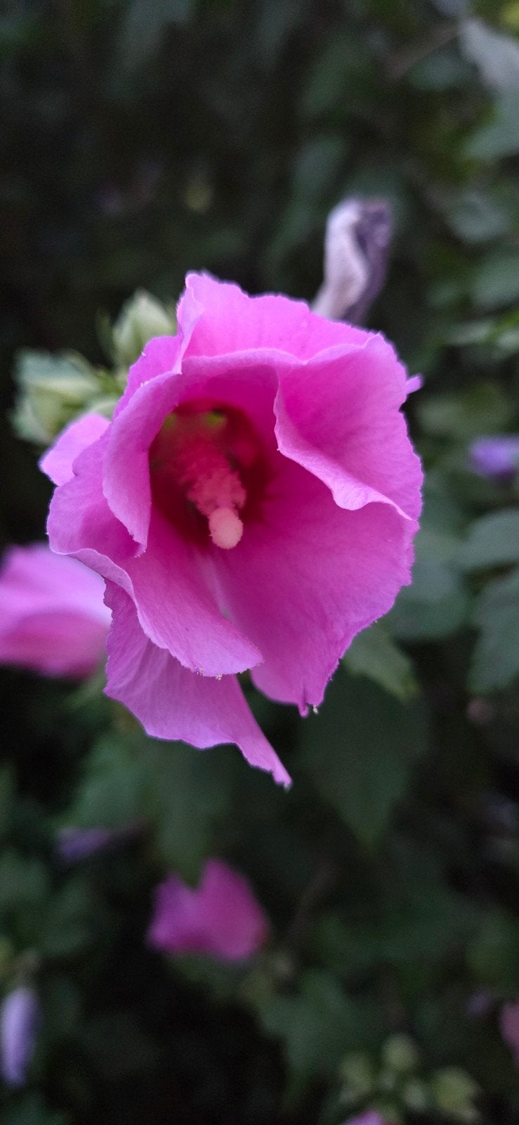 Prachtige roze Hibiscus bloem, Vaste plant, Halfschaduw, Zomer, Ophalen