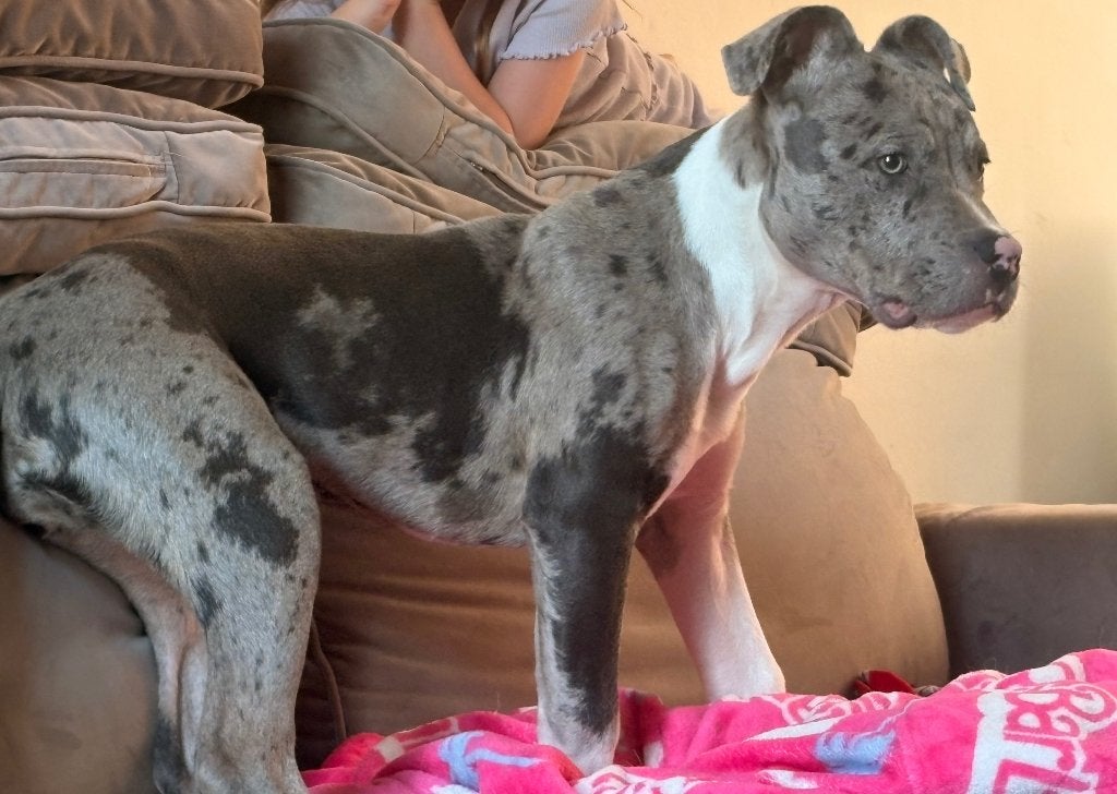 American bully xl, Dieren en Toebehoren, 15 weken tot 1 jaar, Overige rassen, Teef, Eén hond