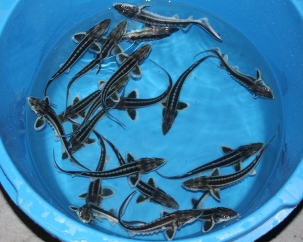 Diamantsteuren 25/30 nu voor 25,-!!!, Dieren en Toebehoren, Steur