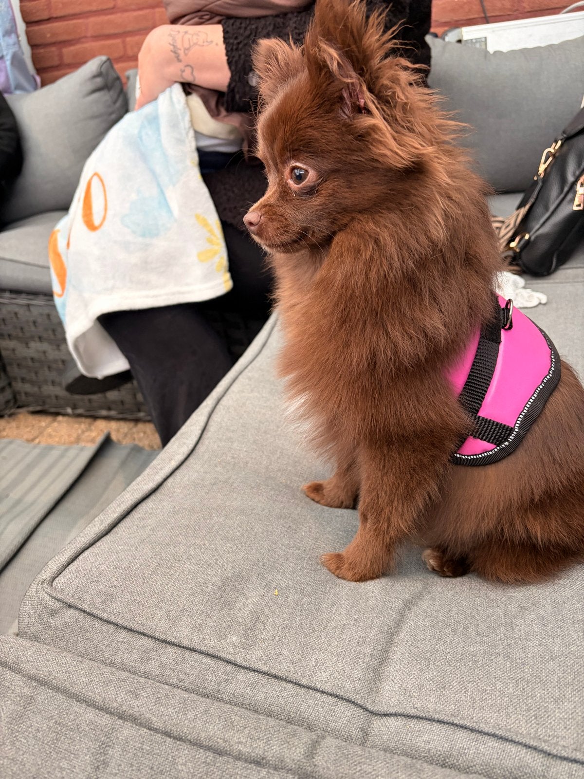 Bruine Pomchi vrouwtje 11 maanden, Parvo, 15 weken tot 1 jaar, Overige rassen, Teef