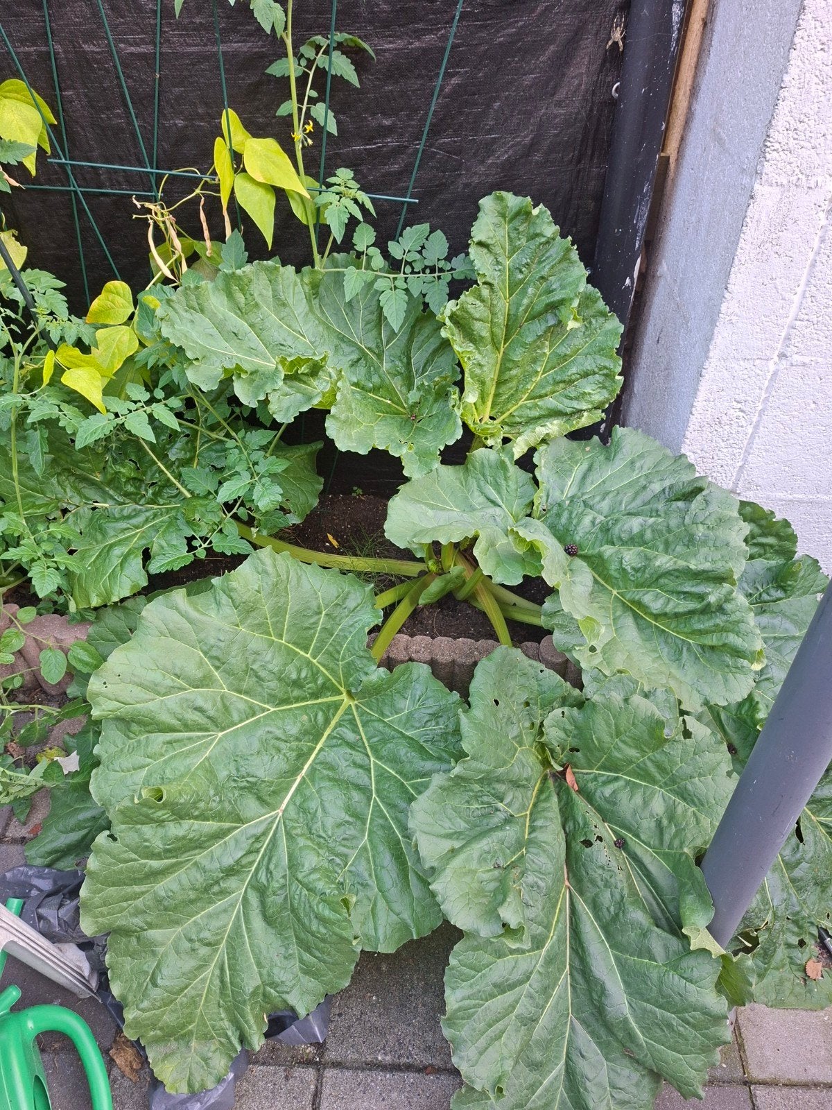GRATIS Rabarberplant, Ophalen, Volle zon, Lente, Groenteplanten