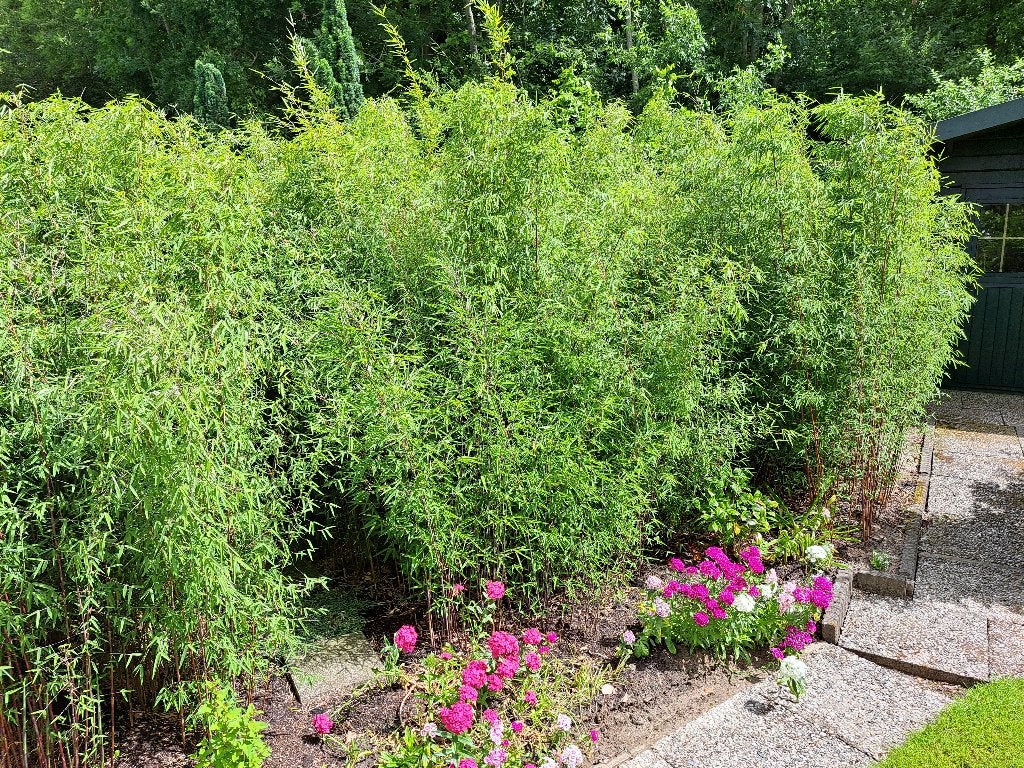 bamboe, bamboeplanten, Volle zon, Vaste plant, Bloeit niet, Ophalen