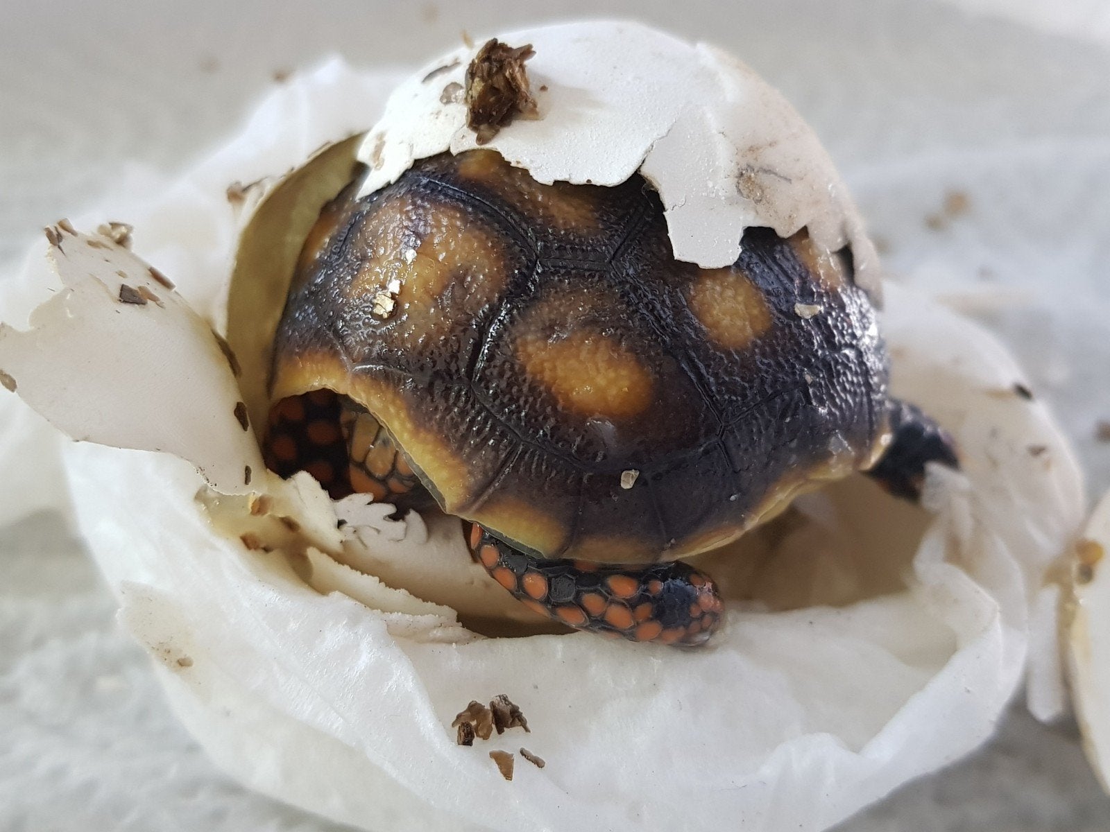 Kolenbranderschildpad (Chelonoidis Carbonarius) van 1+ jaar, Dieren en Toebehoren, Schildpad, 0 tot 2 jaar