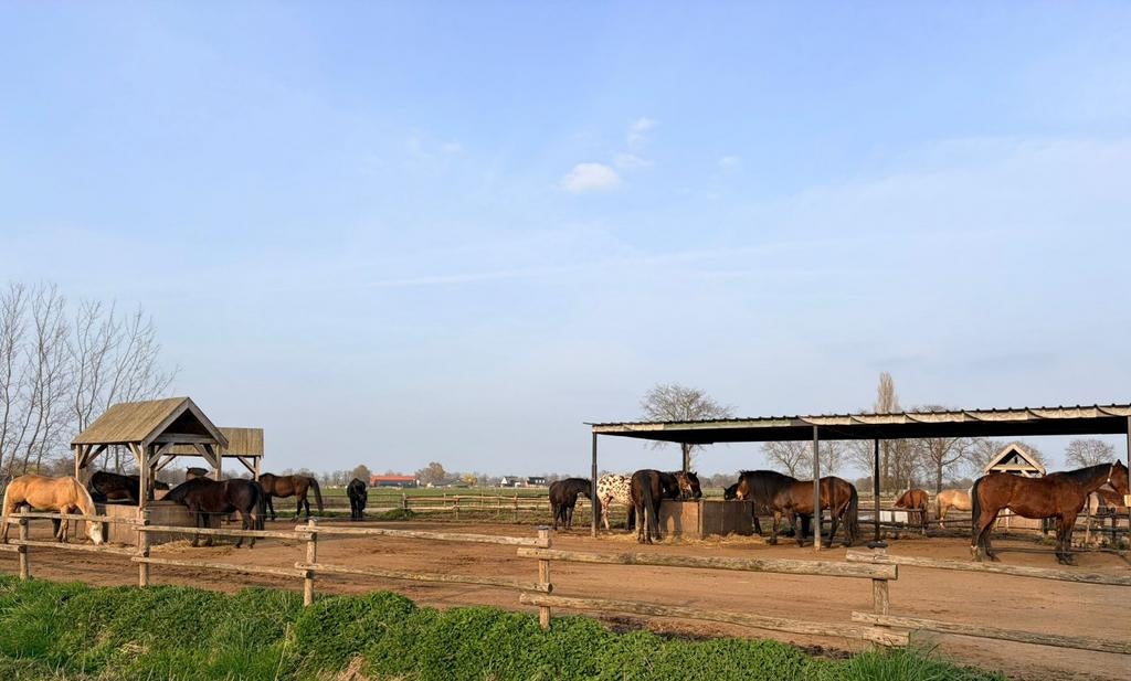 Paddock paradise in Weert, Weidegang, 4 paarden of pony's of meer